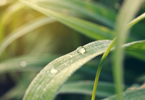 dew drops on green grass, summer morning