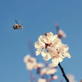 Bee on a flower of the white cherry blossoms in spring