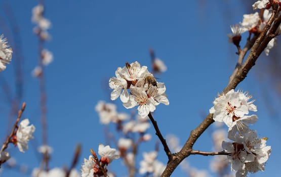 Bee on a flower of the white cherry blossoms in spring