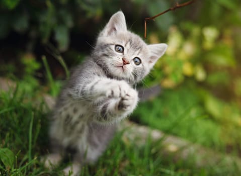 gray little cute kitten playing on the garden