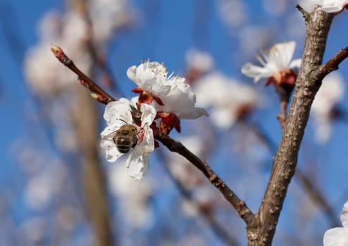 Bee on a flower of the white cherry blossoms in spring