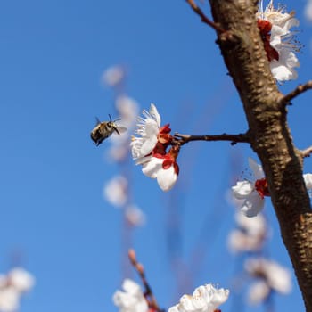 Bee on a flower of the white cherry blossoms in spring