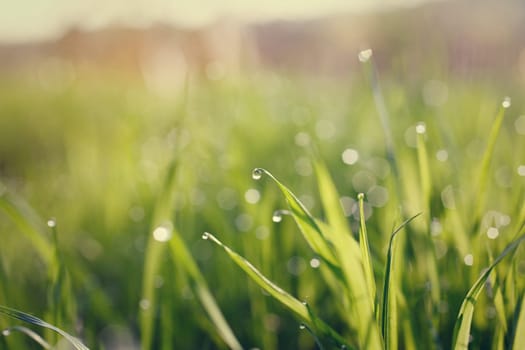 Water drops on blades of grass, summer morning