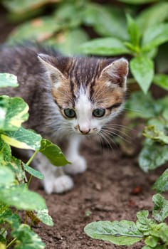 gray little kitten walking on the garden
