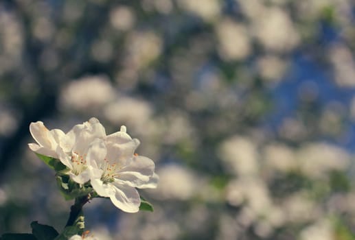 white flowers blooming on branch, springtime, place for text