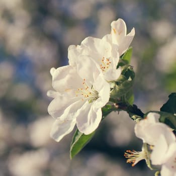 white flowers blooming on a branch, springtime