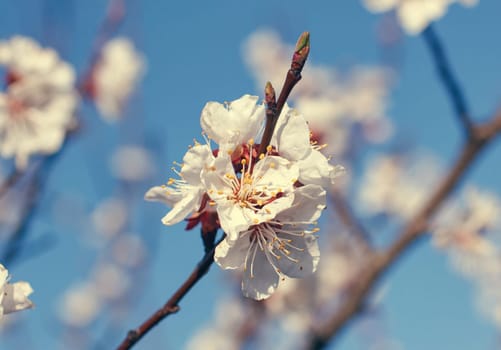 white flowers blooming on a branch, springtime