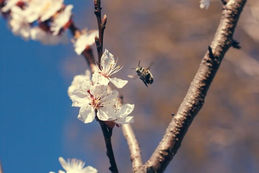 Bee on a flower of the white cherry blossoms in spring