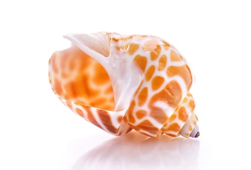 Sea shell isolated on white background. Close up