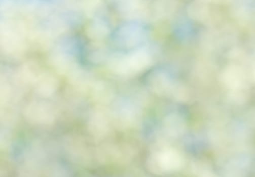 Abstract white spring background with cherry  blooms in soft background of flowering branches and sky, early spring white flowers bokeh