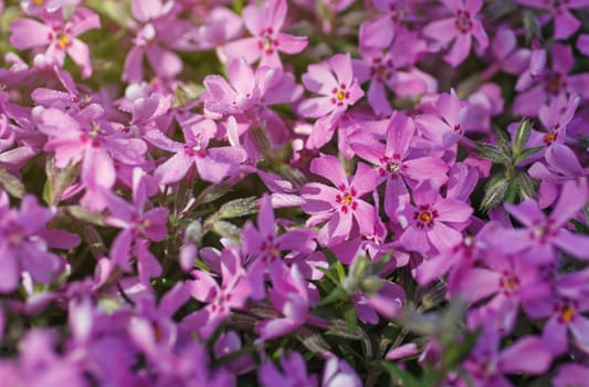 Pelargonium geranium group bright cerise pink flowers,background