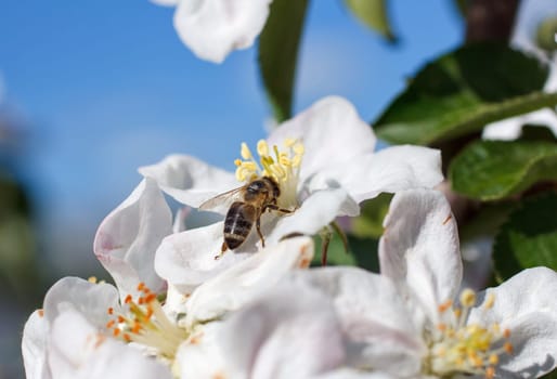 Bee on a flower of the white apple blossoms in spring