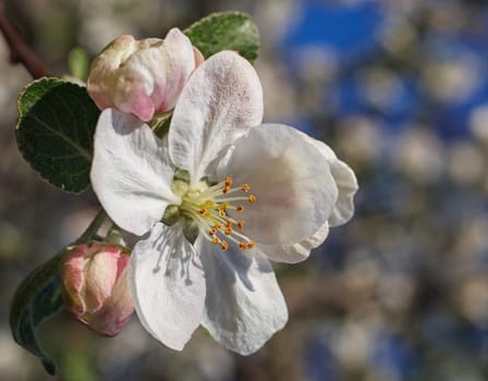 Apple tree blossom in spring closeup, spring time