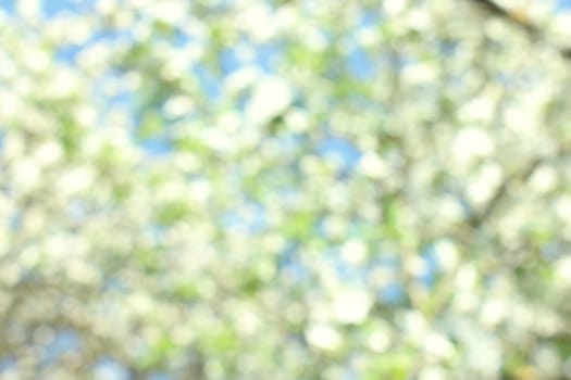 Abstract white spring background with cherry  blooms in soft background of flowering branches and sky, early spring white flowers bokeh