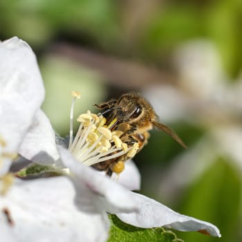 Bee on a flower of the white cherry blossoms in spring