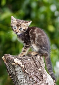 stripes  brown cute kitten sitting on a stump outdoors