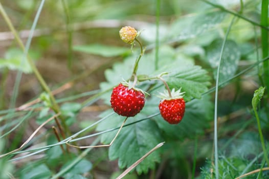 Closeup of fresh red strawberries growing on the vine