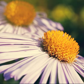 pink daisy flower close-up, summer day