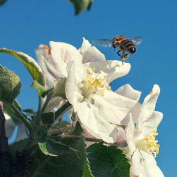 Bee on a flower of the white cherry blossoms in spring