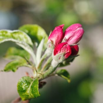 pink flowers blooming on a branch, springtime