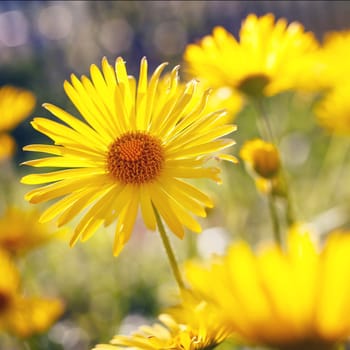 Yellow flowers blossoming in spring time, natural background