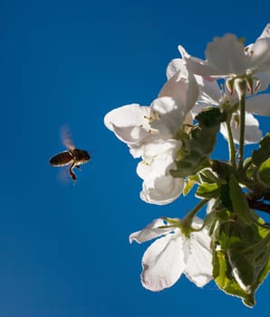 Blossoming branch with flower of cherry tree and a honey bee