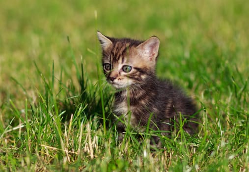 pretty cute striped cat sits in the grass