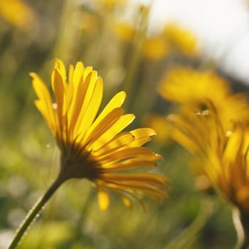 Yellow flowers blossoming in spring time, natural background