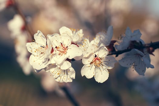 white flowers blooming on a branch, springtime