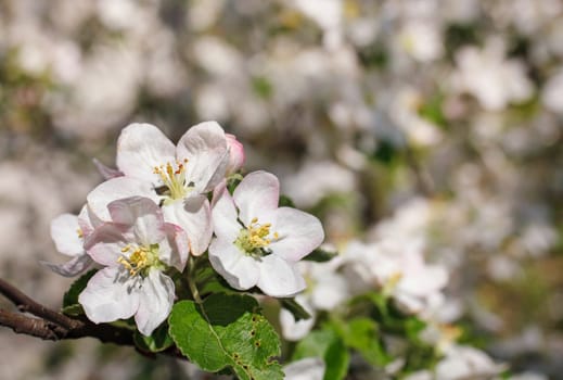 white flowers blooming on a branch, springtime