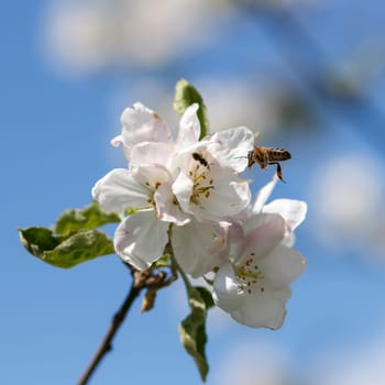 Bee on a flower of the white cherry blossoms in spring