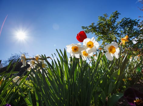 blossom flower garden in spring, on a blue sky with sun background