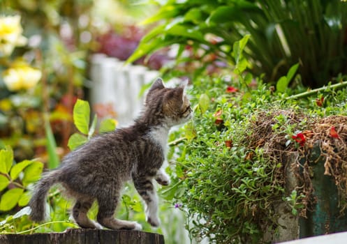 cute small gray kitten with beautiful striped color walking and playing in the garden, summertime