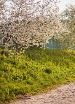 white flowers blooming on a cheryy tree, spring morning
