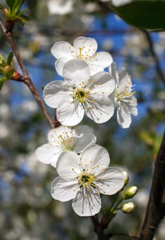 white flowers blooming on a branch, springtime