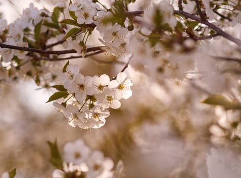 white flowers blooming on a branch, springtime