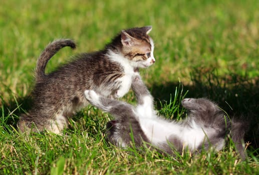 Two cute kittens playing on the lawn