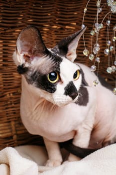 Close up Sphynx Cat Inside a Wooden Basket Looking Up.