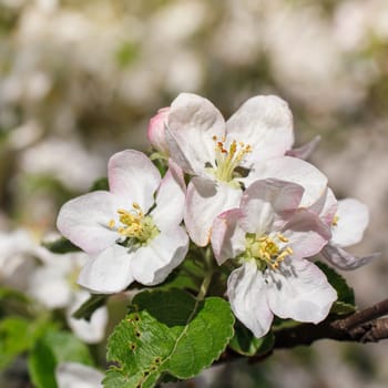 white flowers blooming on a branch, springtime