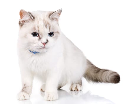 White cute cat isolated on  a white background