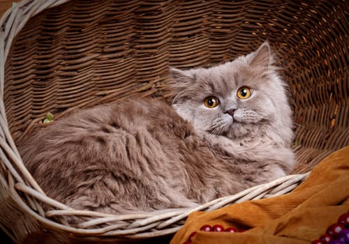 cute gray Scottish long-haired straight cat on a wooden basket