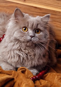cute gray Scottish long-haired straight cat on a wooden background