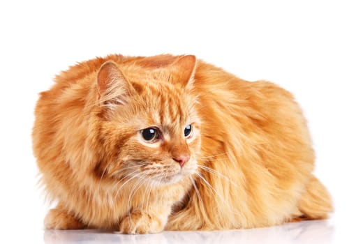 big red-haired  cat isolated a white background