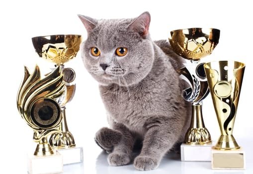 British Shorthair cat on a white background with its award winning