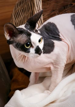 Close up Little Sphynx Cat Inside a Wooden Basket Looking Up.