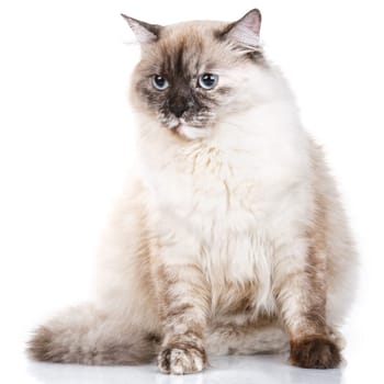 beautiful gray cat with blue eyes isolated on white