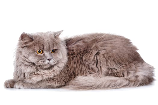 cute gray Scottish long-haired straight cat isolated on a white background