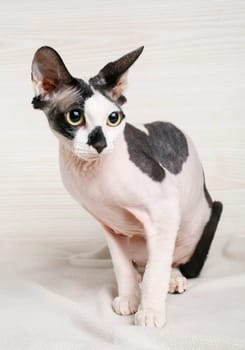 beautiful Sphynx black and white  Cat  on wooden background