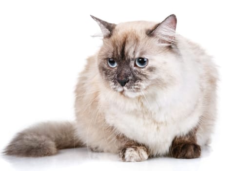 beautiful gray cat with blue eyes isolated on white