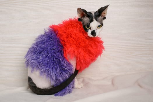 beautiful Sphynx cat wearing red and purple pullover